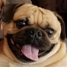 Pug black mask not over the eyes