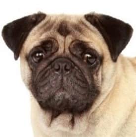 Pug button ear
