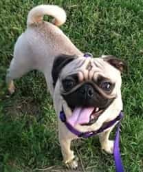 Pug color change, adult picture