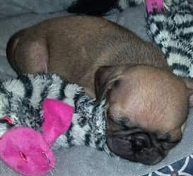 Pug color change, puppy picture