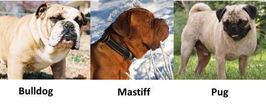 Pug comparison with other breeds