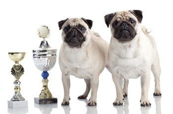 pug-dog-appearance