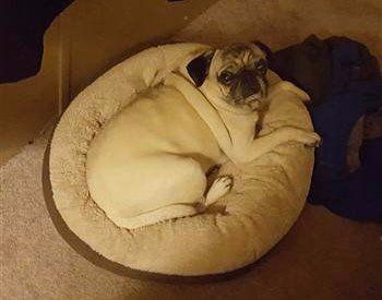 Pug eyeball