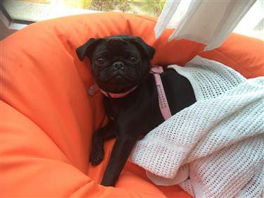 1 year old Pug dog in blankets
