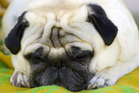 Pug dog not feeling well