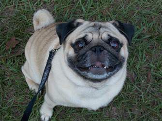 Pug dog smiling