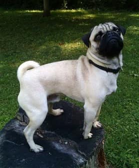 pug-dog-standing-on-tree-stump