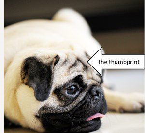 Pug with thumbprint marking