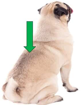 Pug dog trace marking on the back
