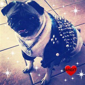 Pug dog wearing studded leather jacket