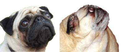 Pug with very flat face