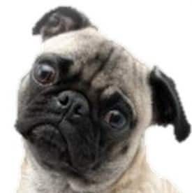 Pug fly ear
