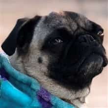 Pug with full black mask over muzzle and eyes
