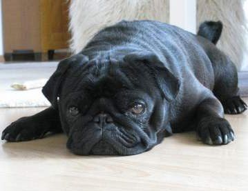 Pug dog in heat