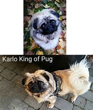 pug-long-hair