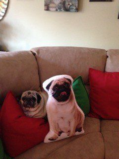 Pug dog sitting near Pug pillow