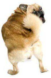 Pug Pomeranian mix