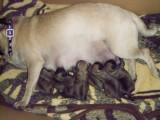 Pug nursing newborn puppies