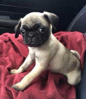 Pug puppy