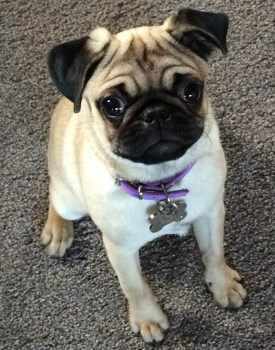 Nala | Owner: Emma Bottomley | 6 months old