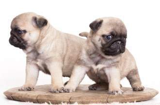 Pug puppies close together