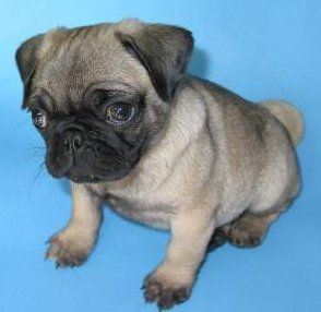 Cute little Pug puppy