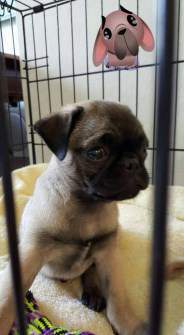Pug puppy put behind gate