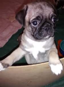 Pug puppy with white paws