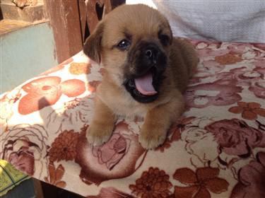 Pug puppy yawning