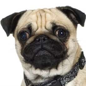 Pug rose ear