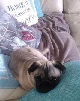 Pug dog is sensitive
