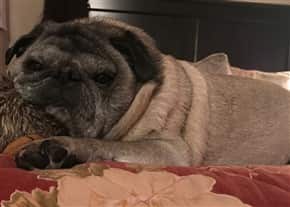 Pug with smuttiness color marking