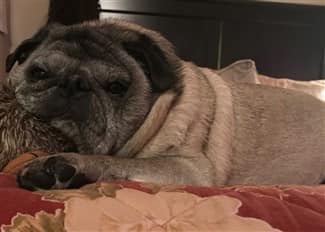 Pug with smuttiness color marking