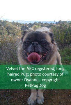 Real Long Haired Pug Dog