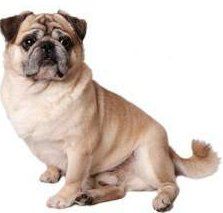 Pug with very long tail