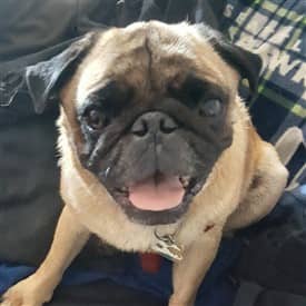 Pug with minor wrinkles