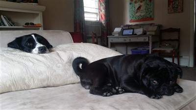 Pug with pet
