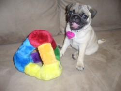 Pug puppy smiling