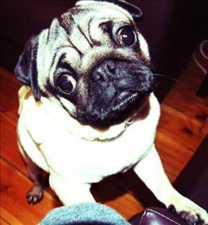 Pug dog in UK