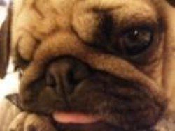 Pug 13