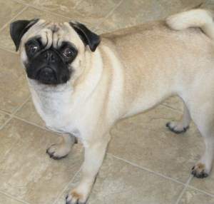 1 year old Pug dog
