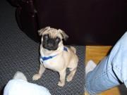 Pug with harness