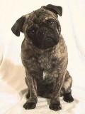 Heavy brindled Pug