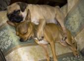 Pug with Chihuahua