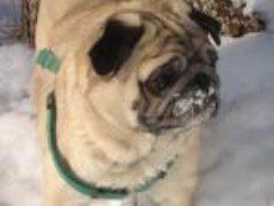 Pug dog in snow