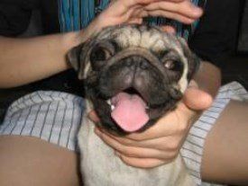 Young Pug dog