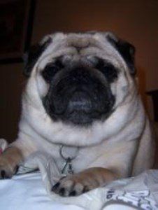 Adult Pug dog