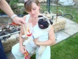 Pug at party