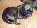 newborn Pug puppy very small