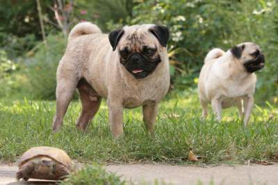 Curious Pug dog looking at turtle